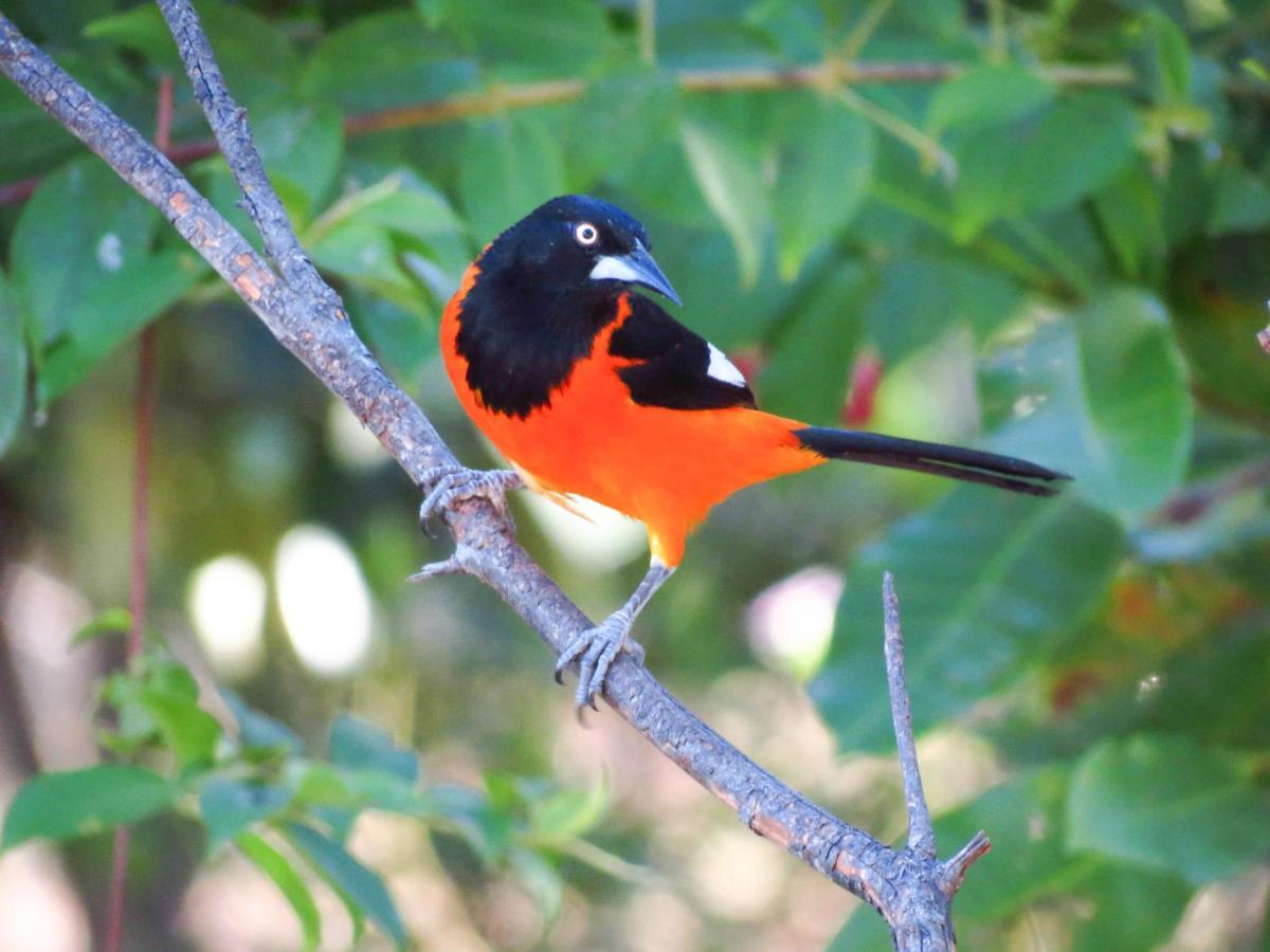 Southwild Pantanal Lodge Pixaim Eksteriør bilde