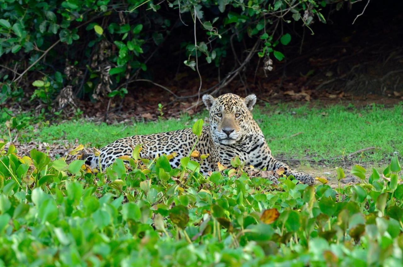 Southwild Pantanal Lodge Pixaim Eksteriør bilde