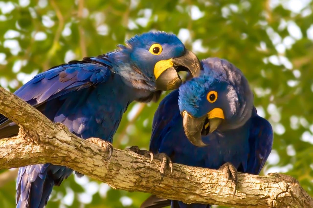 Southwild Pantanal Lodge Pixaim Eksteriør bilde