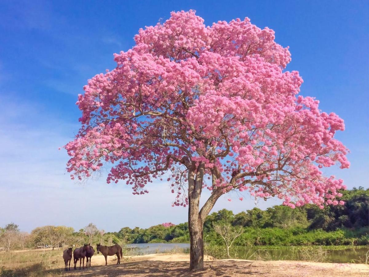 Southwild Pantanal Lodge Pixaim Eksteriør bilde