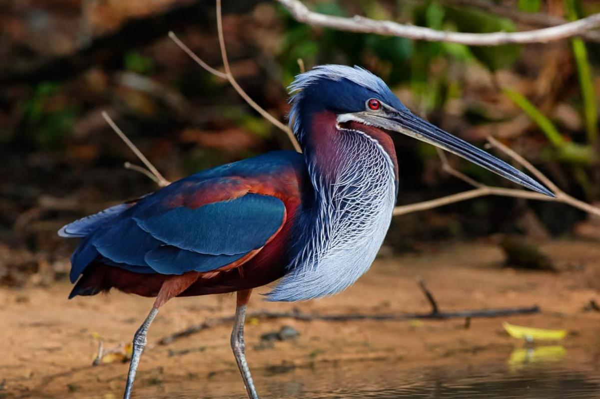 Southwild Pantanal Lodge Pixaim Eksteriør bilde