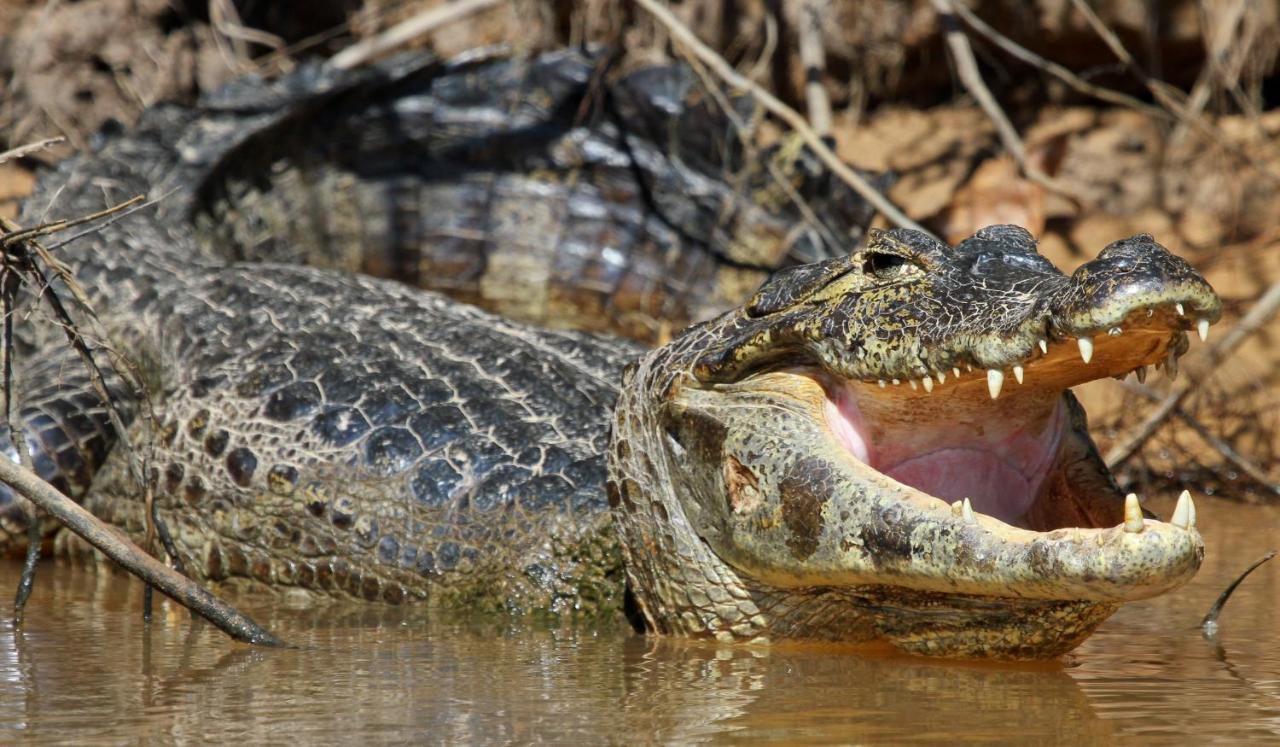 Southwild Pantanal Lodge Pixaim Eksteriør bilde