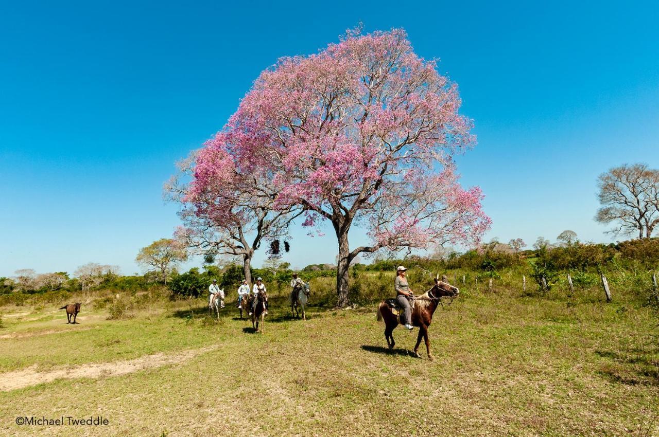Southwild Pantanal Lodge Pixaim Eksteriør bilde