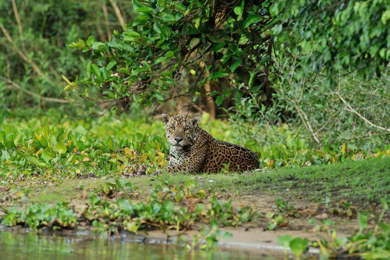 Southwild Pantanal Lodge Pixaim Eksteriør bilde
