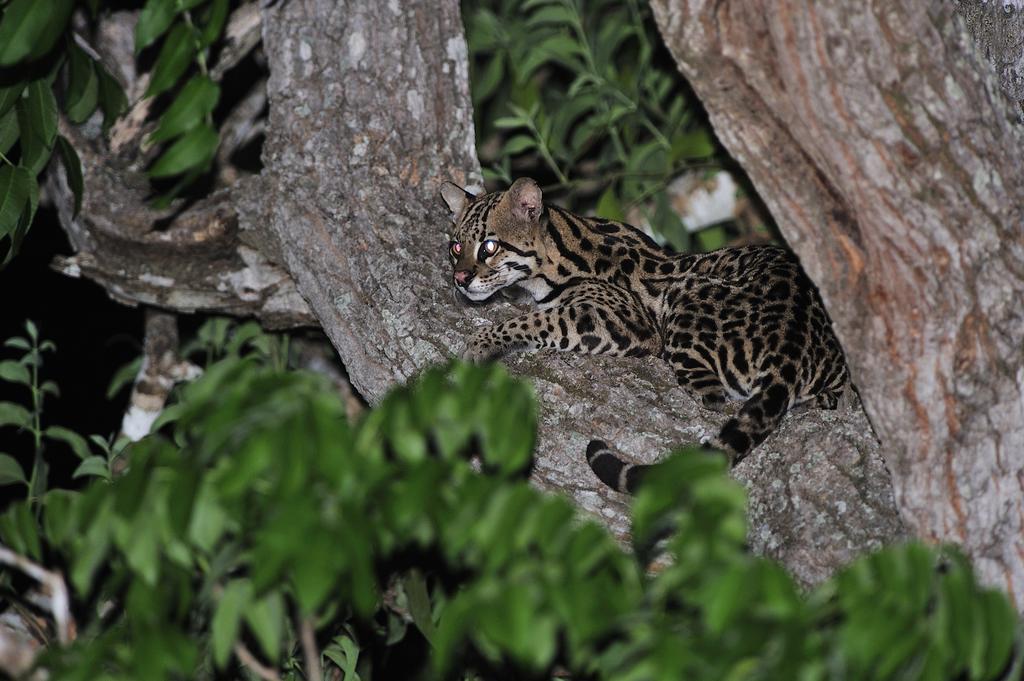 Southwild Pantanal Lodge Pixaim Eksteriør bilde