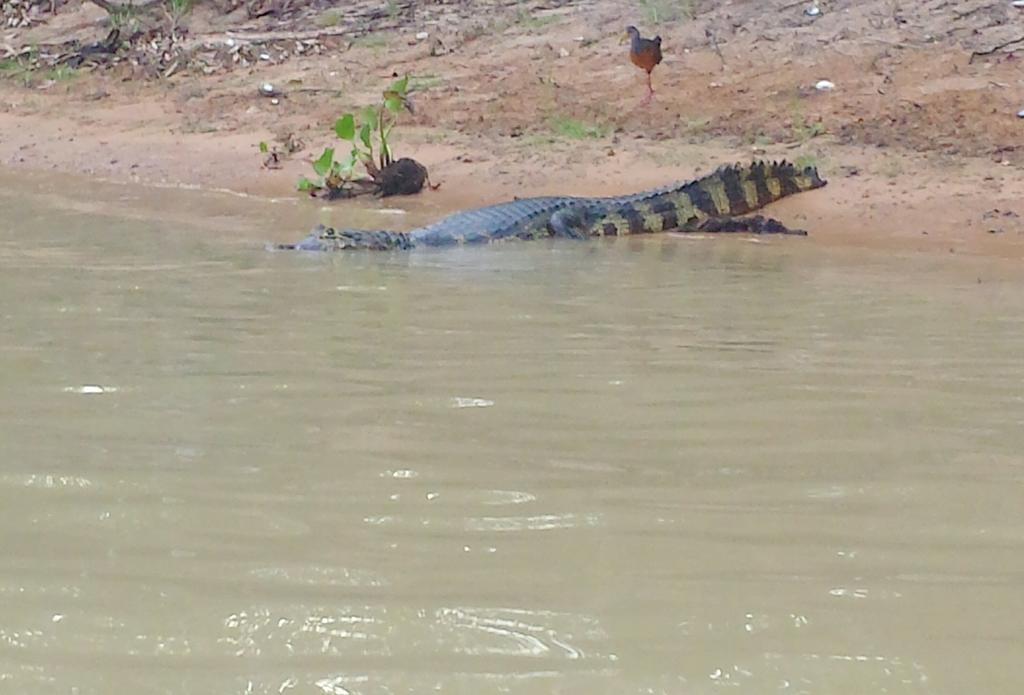 Southwild Pantanal Lodge Pixaim Eksteriør bilde